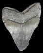 Large, Megalodon Tooth - South Carolina #43033-2
